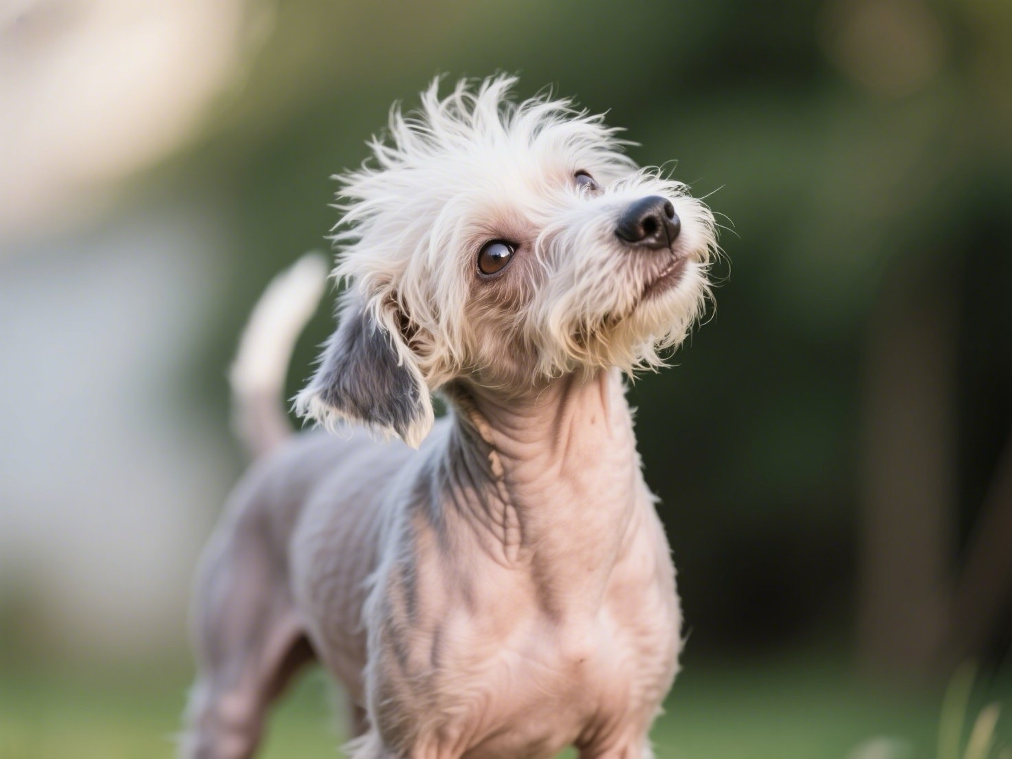 Chinese Crested